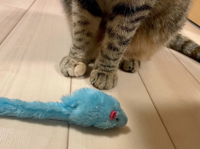 猫の手とねずみのおもちゃ