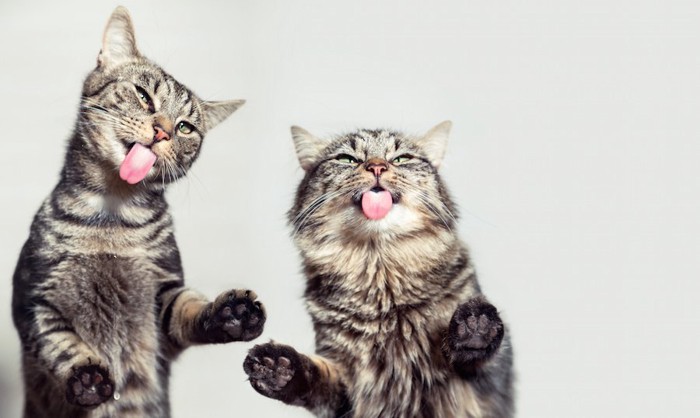 舌を出して舐める二匹の猫