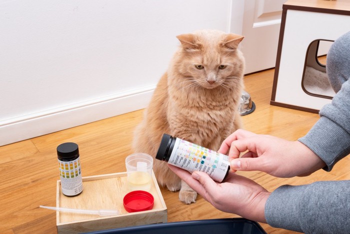 尿検査をする猫