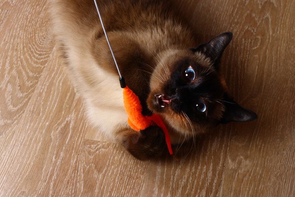オレンジ色のおもちゃで遊ぶ猫