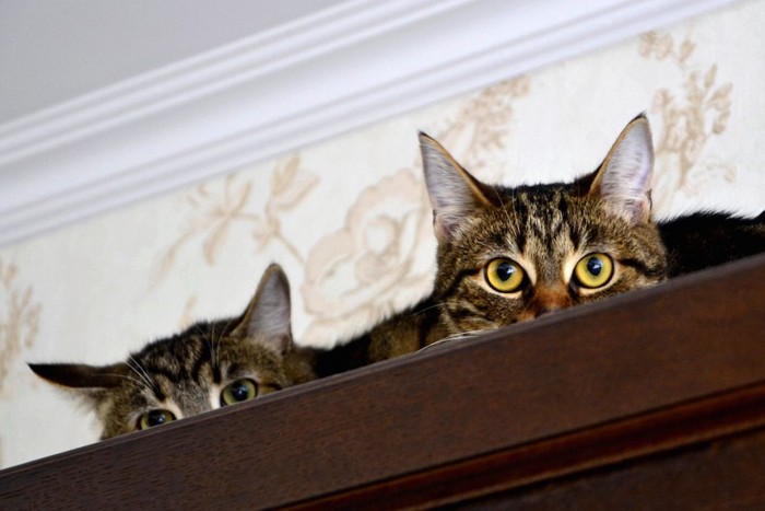 家具の上に乗る二匹の猫