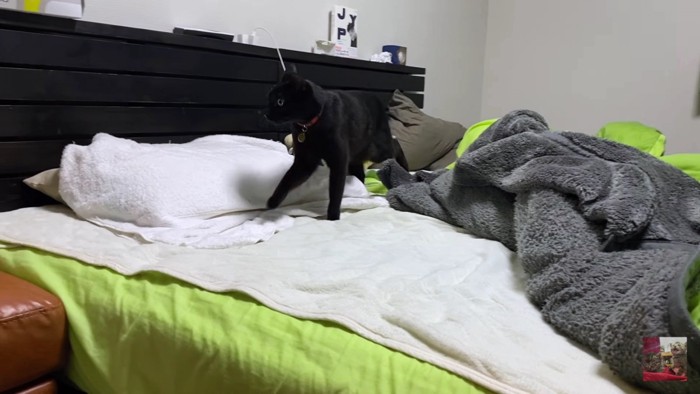 ベッドの上の黒猫