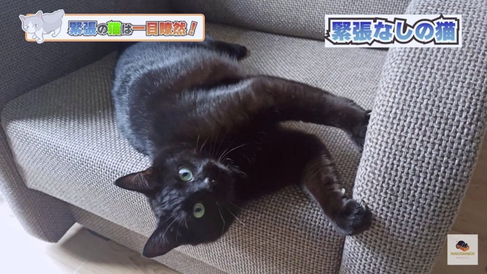のびやかな黒猫