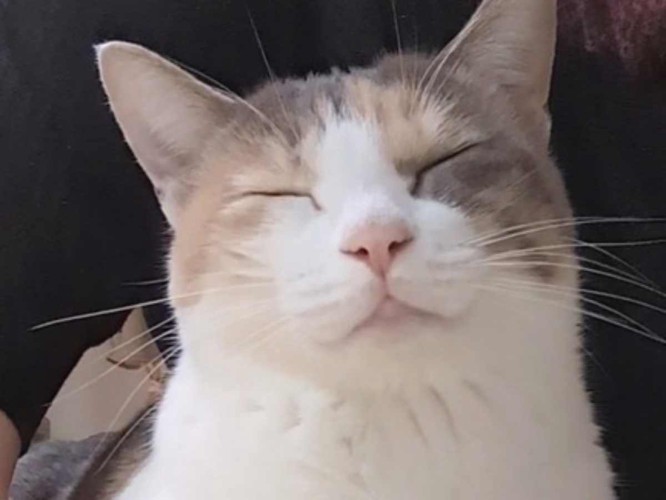 優しい表情で目を閉じる猫