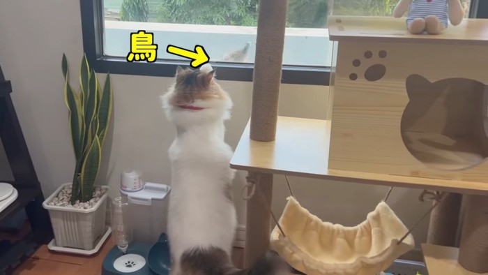 窓枠に前足をかけて立つ猫