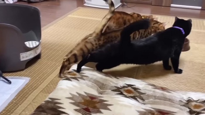 後ろ足を伸ばす2匹の猫