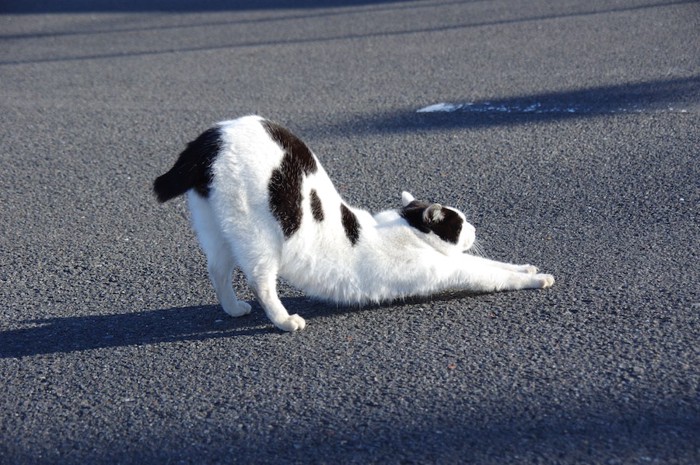 道路で伸びをする白黒の猫
