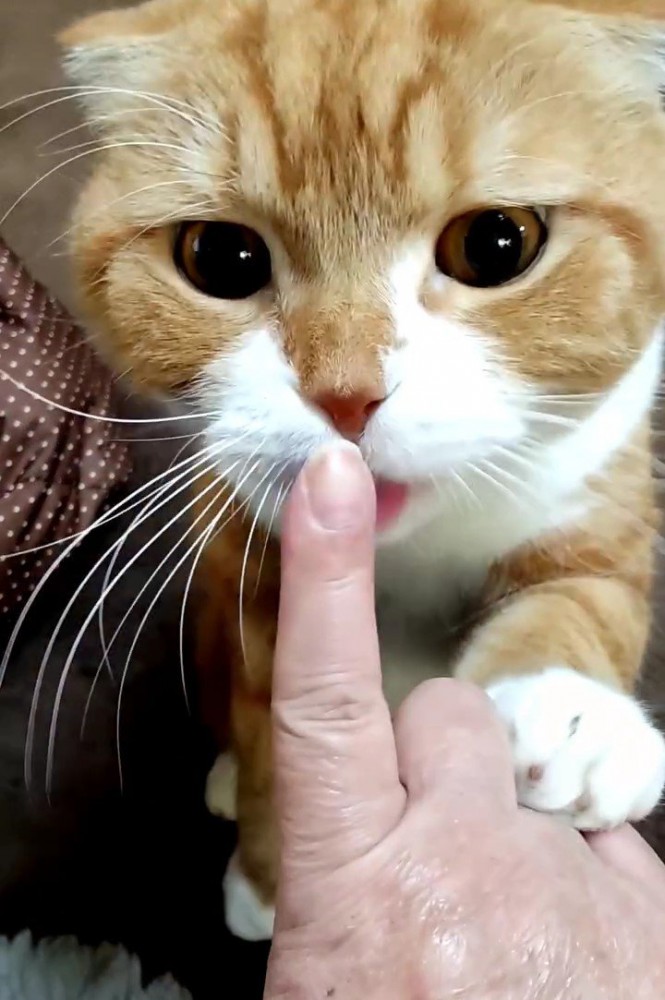 人の指をなめる猫