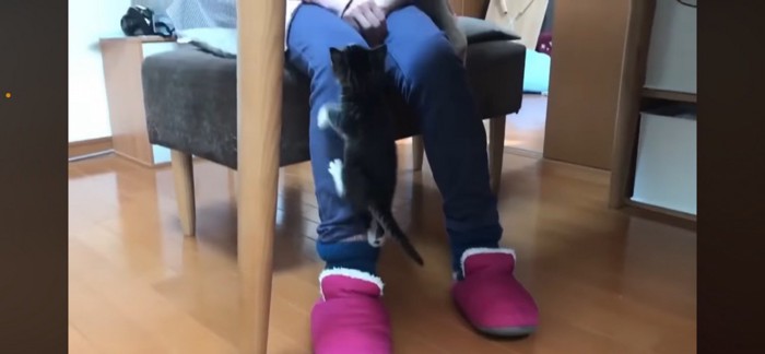 足を登る子猫