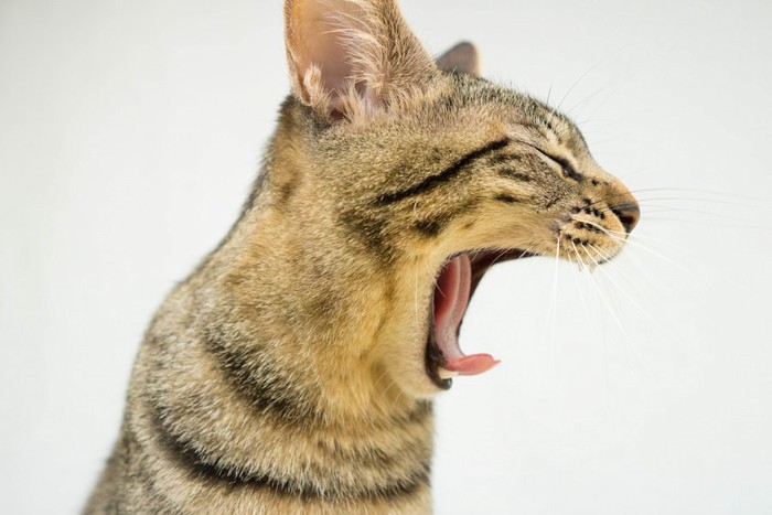 あくびをする猫の横顔