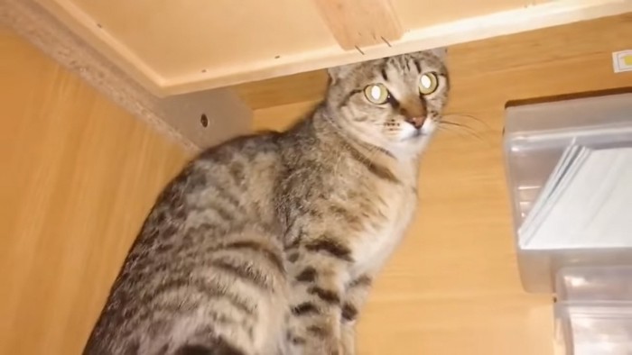 棚の中に逃げ込む猫