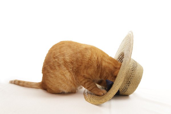 帽子に顔を突っ込む猫