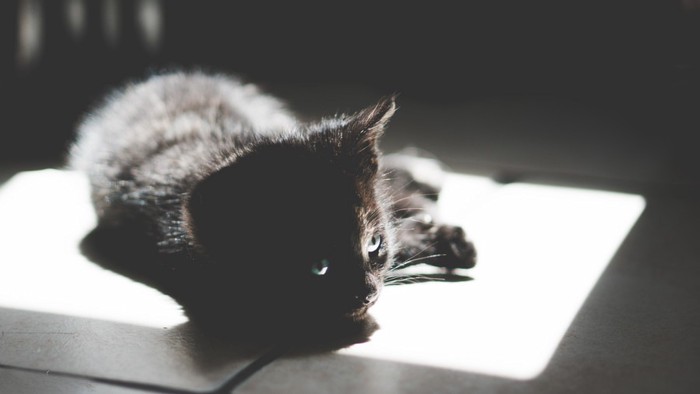 日なたにいる黒猫