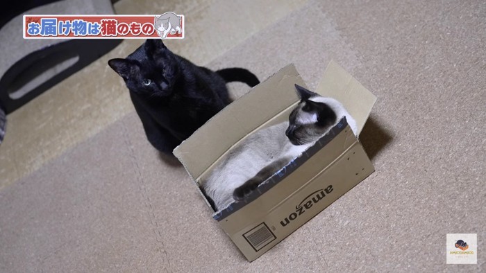 箱の中のシャム猫を見る黒猫