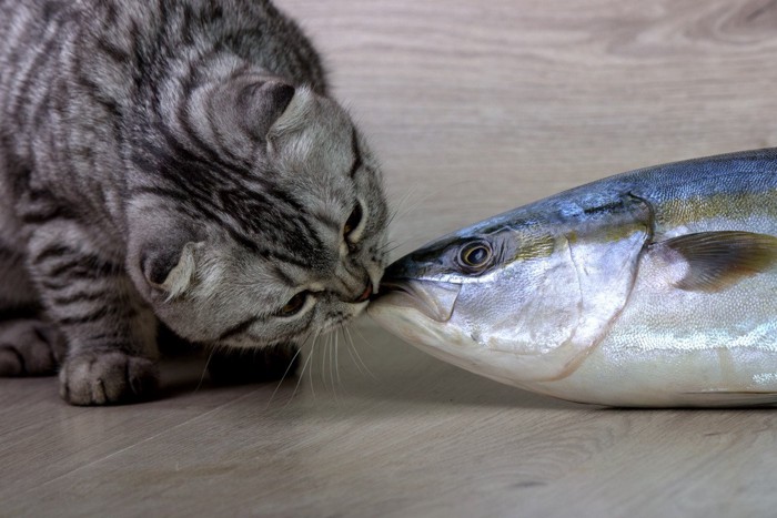 魚にキスする猫