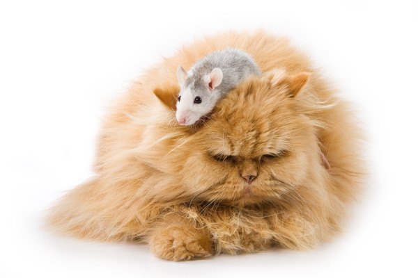 茶色の猫と白とグレーのネズミ