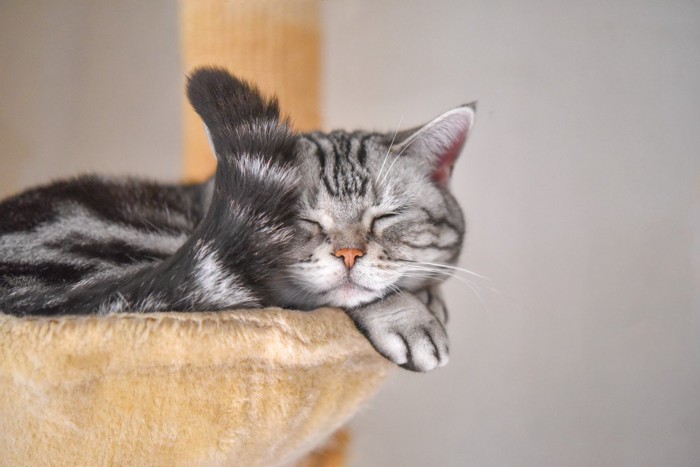 キャットタワーで寝ながらしっぽを動かす猫