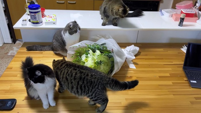 花束を囲む猫たち