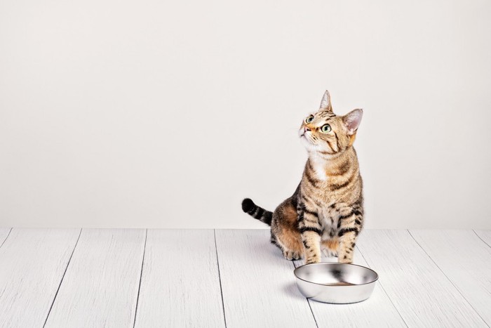 猫とご飯皿