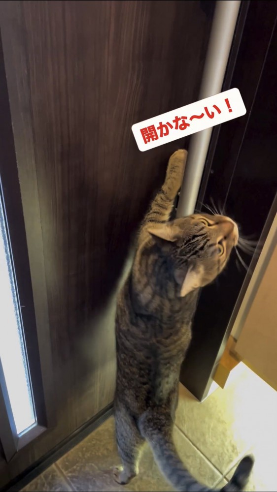 ドアを開けようとする猫