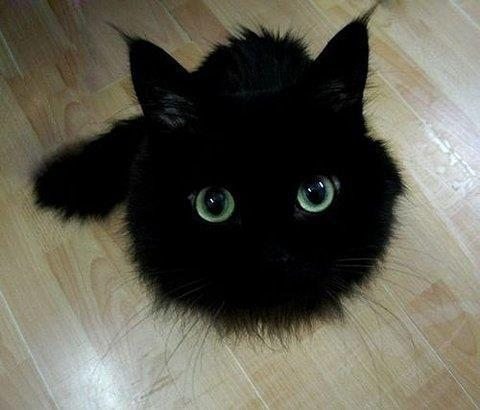 見上げるかわいい黒猫