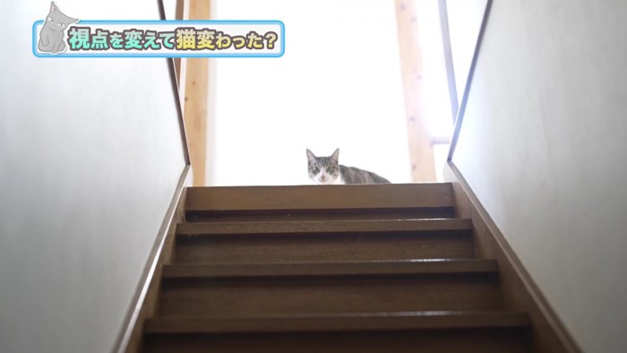 階段の上のキジシロ