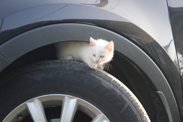 猫と車