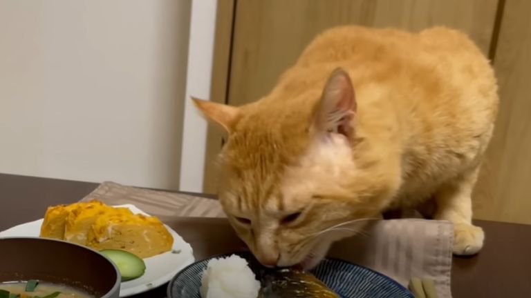 サバを食べようとする猫