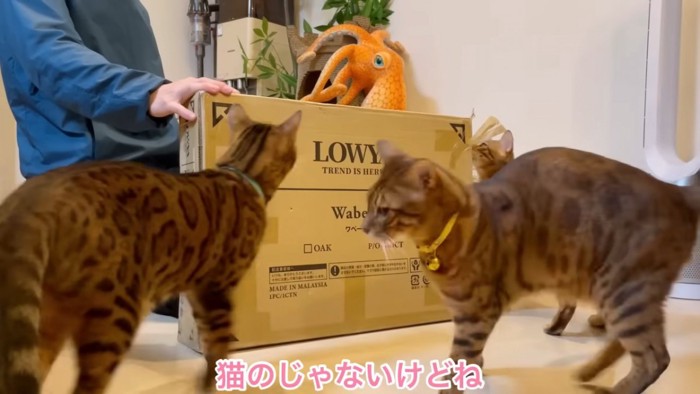 箱の前に集まる猫たち