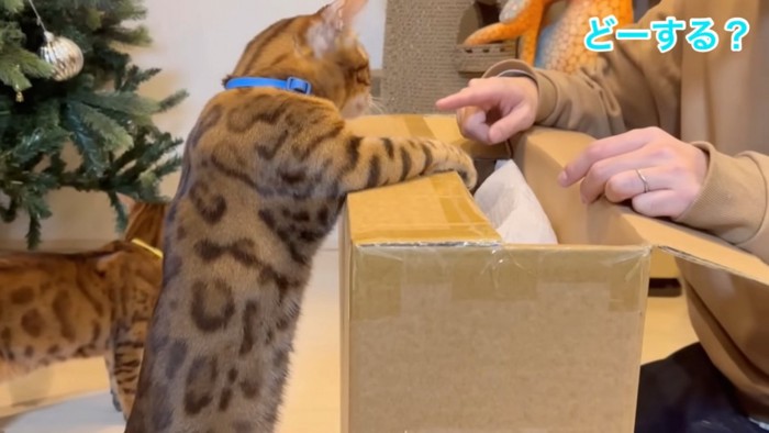 箱に前足をかけて立つ猫