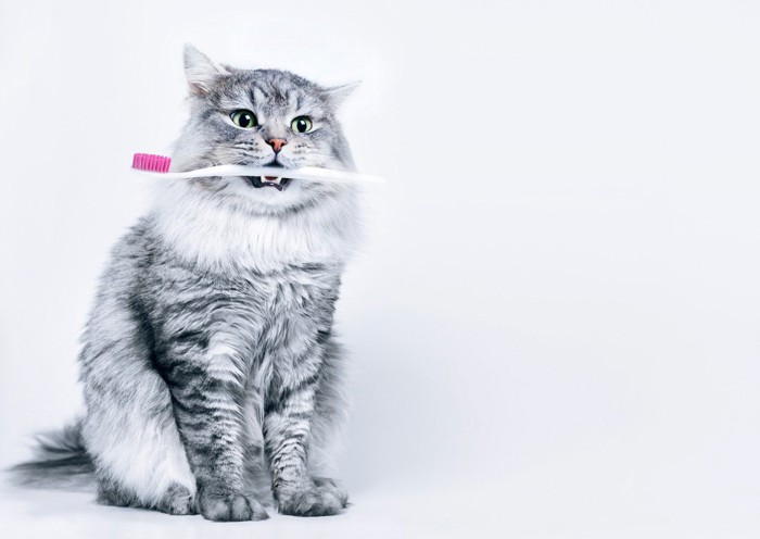 歯ブラシを咥える猫