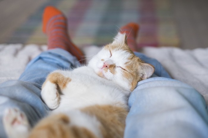 飼い主の膝の上で眠る猫
