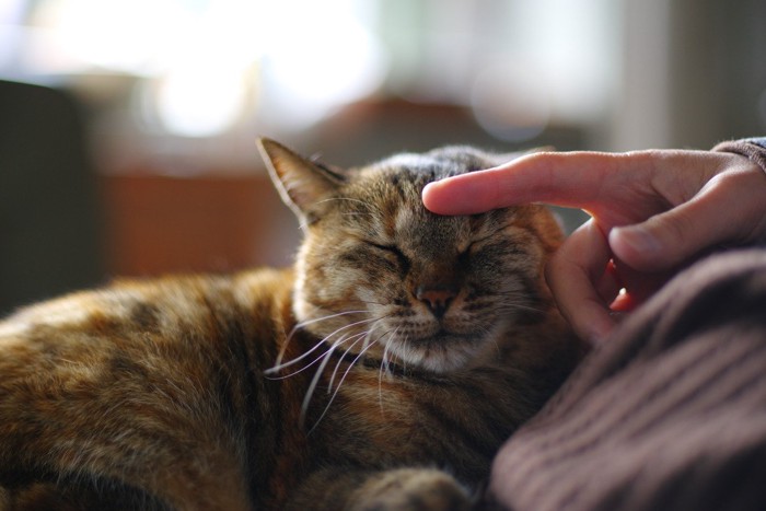猫の頭を撫でる人の手