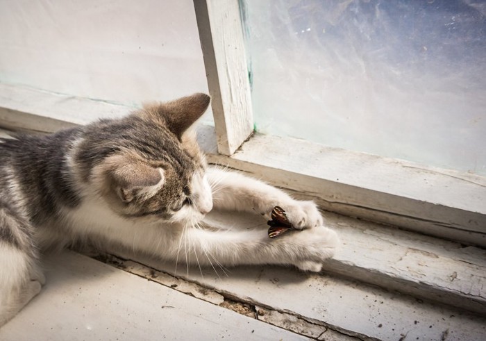 窓辺で虫を捕まえる子猫