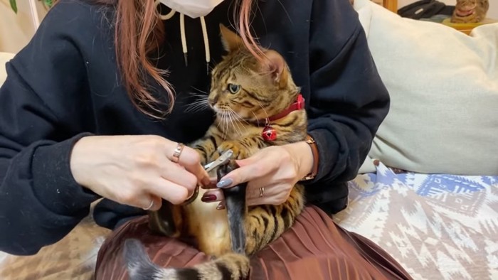 爪切りをする赤い首輪の猫