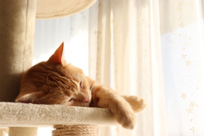 カーテンのある窓辺のタワーで昼寝中の猫
