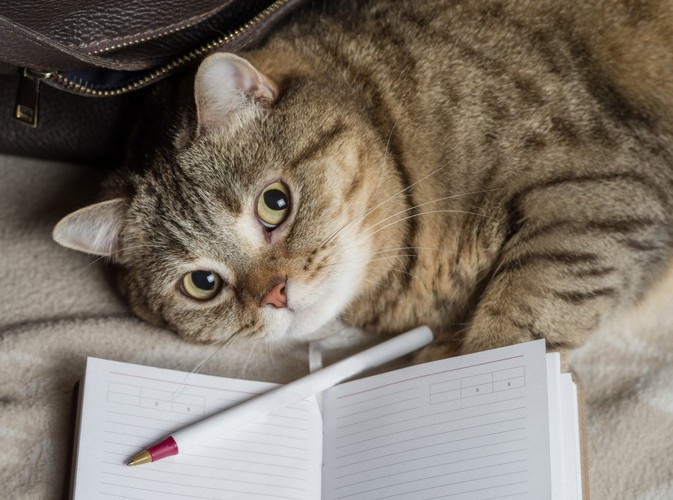 本を前にする猫