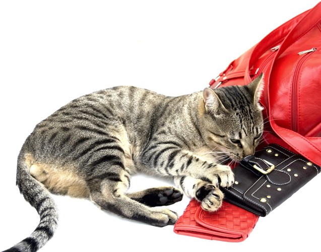 赤いバッグとパスケースと寝転ぶ猫