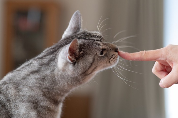 指に鼻をくっつける猫