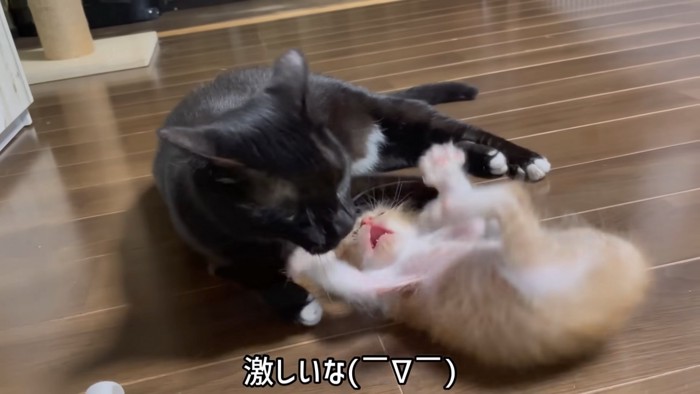 成猫と遊ぶ子猫