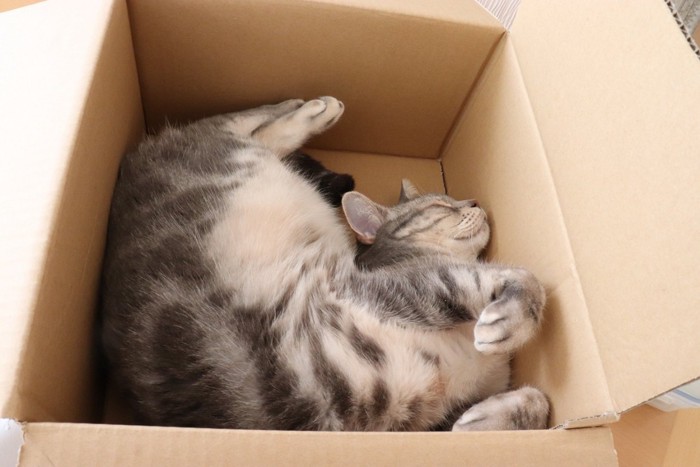 箱の中で爆睡する猫