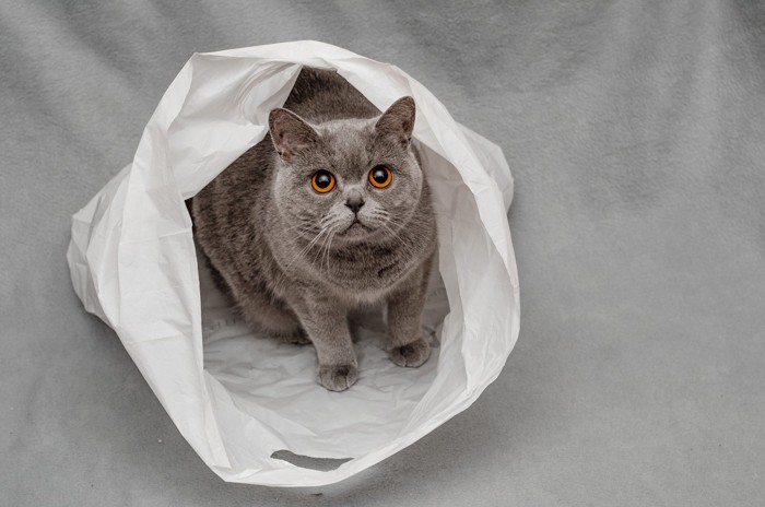 ポリ袋の中で見上げる灰色猫