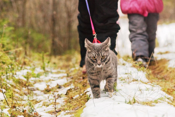 飼い主と雪道を散歩する猫