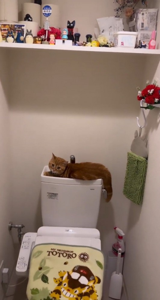 トイレタンクの上の猫2