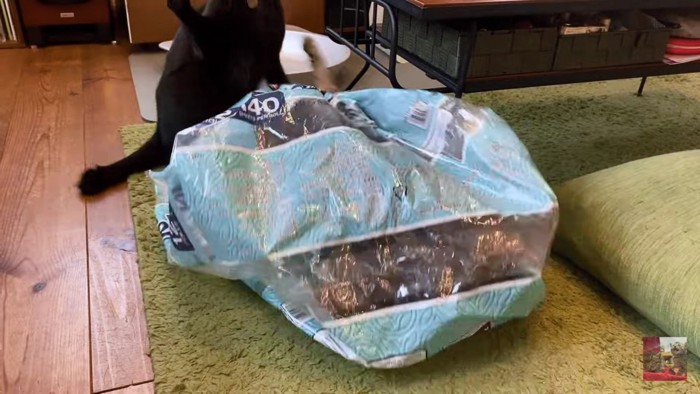 ビニール袋の外から攻撃する黒猫