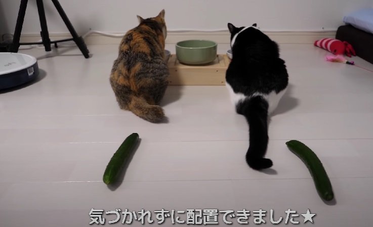 食事する2匹の猫ときゅうり
