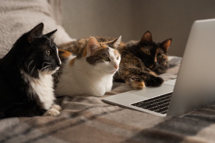 パソコンを見ている3匹の猫