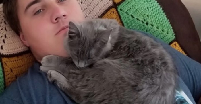 人の胸の上で眠るグレーの子猫