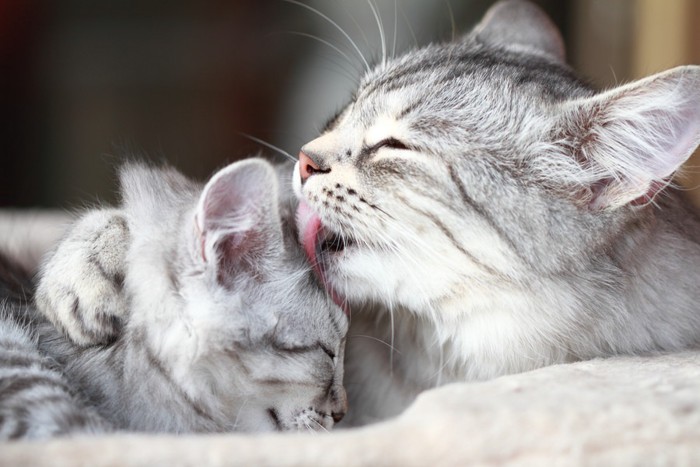 子猫を舐める親猫