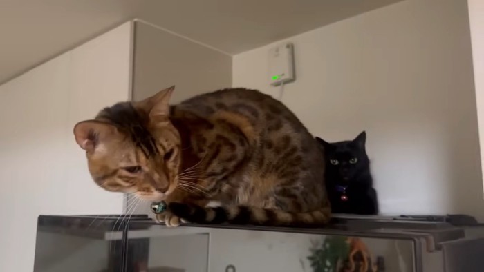 冷蔵庫の上にいるベンガルと黒猫